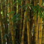 bamboo as a reinforcement