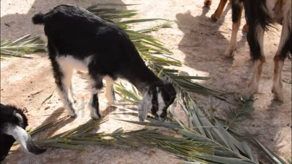 uses of palm tree in Nigeria