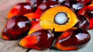 how is oil palm produced?