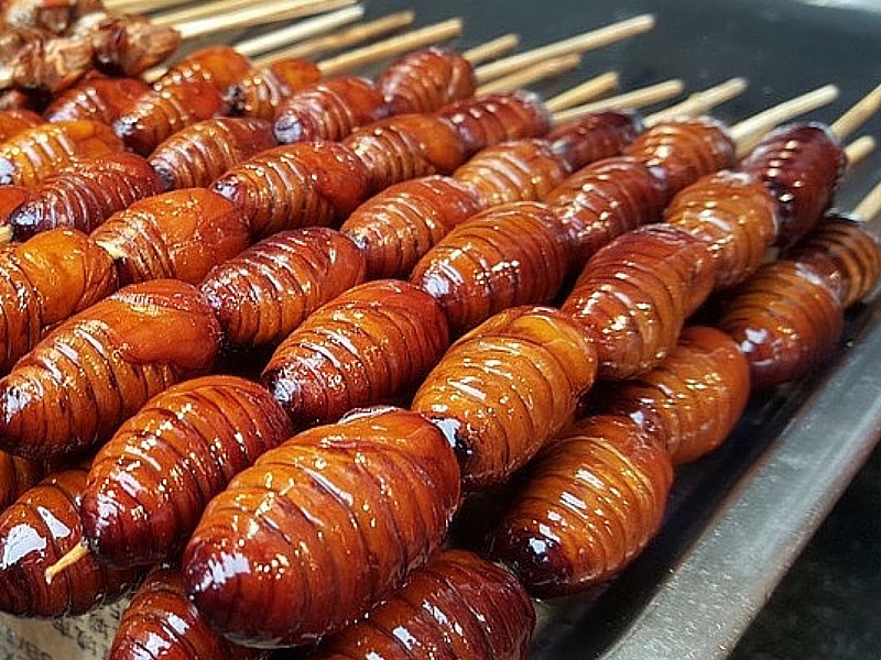 edible worms from palm trees